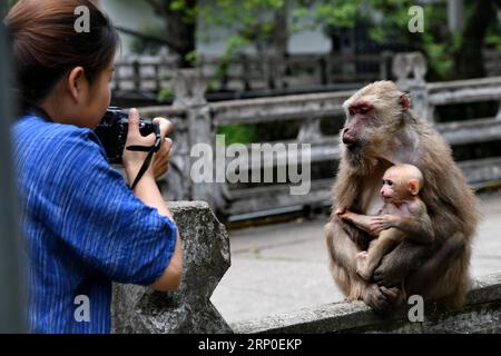 (180510) -- MOUNT WUYI, 10. Mai 2018 -- Ein Tourist fotografiert Makaken in einem nationalen Naturschutzgebiet in Mount Wuyi in der südöstlichen chinesischen Provinz Fujian, 10. Mai 2018. Die lokalen Behörden haben verschiedene Maßnahmen zum Schutz wilder Makaken in der Region ergriffen. ) LB) CHINA-NATUR-MOUNT WUYI-MACAQUE (CN) ZhangxGuojun PUBLICATIONxNOTxINxCHN Stockfoto