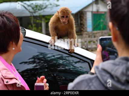 (180510) -- BERG WUYI, 10. Mai 2018 -- Touristen machen Fotos von einem Makaken in einem nationalen Naturschutzgebiet in Mount Wuyi in der südöstlichen chinesischen Provinz Fujian, 10. Mai 2018. Die lokalen Behörden haben verschiedene Maßnahmen zum Schutz wilder Makaken in der Region ergriffen. ) LB) CHINA-NATUR-MOUNT WUYI-MACAQUE (CN) ZhangxGuojun PUBLICATIONxNOTxINxCHN Stockfoto