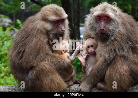 (180510) -- MOUNT WUYI, 10. Mai 2018 -- Makaken halten ihre Nachkommen in einem nationalen Naturschutzgebiet in Mount Wuyi in der südöstlichen chinesischen Provinz Fujian, 10. Mai 2018. Die lokalen Behörden haben verschiedene Maßnahmen zum Schutz wilder Makaken in der Region ergriffen. ) LB) CHINA-NATUR-MOUNT WUYI-MACAQUE (CN) ZhangxGuojun PUBLICATIONxNOTxINxCHN Stockfoto