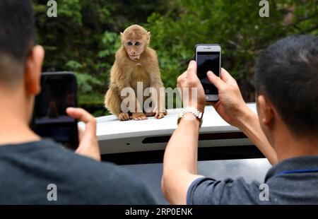 (180510) -- BERG WUYI, 10. Mai 2018 -- Touristen machen Fotos von einem Makaken in einem nationalen Naturschutzgebiet in Mount Wuyi in der südöstlichen chinesischen Provinz Fujian, 10. Mai 2018. Die lokalen Behörden haben verschiedene Maßnahmen zum Schutz wilder Makaken in der Region ergriffen. ) LB) CHINA-NATUR-MOUNT WUYI-MACAQUE (CN) ZhangxGuojun PUBLICATIONxNOTxINxCHN Stockfoto