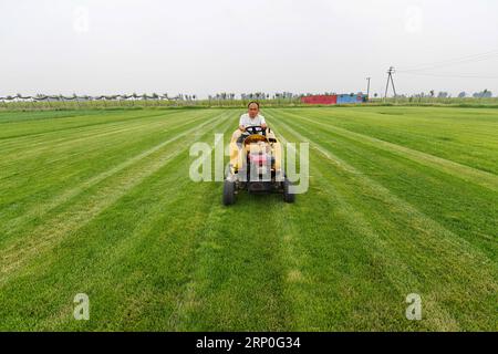 (180513) -- CANGZHOU, 13. Mai 2018 -- Liu Jie schneidet Rasen auf seiner Rasenpflanzenkooperative im Dorf Xiaomazhuang im Cangxian County, nordchinesische Provinz Hebei, 12. Mai 2018. Der 36-jährige Liu Jie, ein im Cangxian County geborener Dorfbewohner, ist weniger als 1,2 Meter hoch und hat seit seiner Kindheit eine Behinderung. Im Jahr 2009 inspirierten ihn die weitreichenden Aussichten auf die kommerzielle Rasenpflanzung, was ihn dazu führte, ein Unternehmen mit dieser Art zu gründen. Trotz vieler Rückschläge gab Liu sein Geschäft nie auf. Im Jahr 2015 gründete Liu eine Rasenpflanzengenossenschaft, in der die Dorfbewohner beschäftigt und motiviert waren, sich zu engagieren Stockfoto