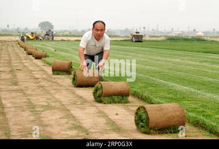 (180513) -- CANGZHOU, 13. Mai 2018 -- Liu Jie erntet den Rasen in seiner Rasenpflanzenkooperative im Dorf Xiaomazhuang im Cangxian County, nordchinesische Provinz Hebei, 12. Mai 2018. Der 36-jährige Liu Jie, ein im Cangxian County geborener Dorfbewohner, ist weniger als 1,2 Meter hoch und hat seit seiner Kindheit eine Behinderung. Im Jahr 2009 inspirierten ihn die weitreichenden Aussichten auf die kommerzielle Rasenpflanzung, was ihn dazu führte, ein Unternehmen mit dieser Art zu gründen. Trotz vieler Rückschläge gab Liu sein Geschäft nie auf. Im Jahr 2015 gründete Liu eine Rasenpflanzengenossenschaft, in der die Dorfbewohner beschäftigt und motiviert waren Stockfoto