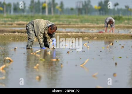 (180514) -- XINGTAI, 14. Mai 2018 -- Bauern Pflanzen Lotuswurzeln im Zepan Village im Longyao County, nordchinesische Provinz Hebei, 14. Mai 2018. ) (Ry) CHINA-HEBEI-FARM WORK (CN) MuxYu PUBLICATIONxNOTxINxCHN Stockfoto