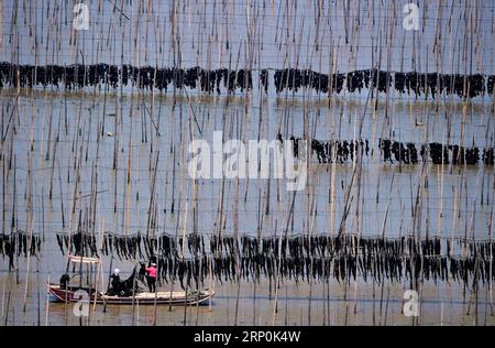 News Bilder des Tages (180517) -- XIAPU, 17. Mai 2018 -- Fischer ernten Seetang im Xiapu County, südöstliche chinesische Provinz Fujian, 17. Mai 2018. Seetang hier hat vor kurzem in die Erntesaison eingetreten. ) (wyo) CHINA-FUJIAN-XIAPU-SEETANG-HARVEST (CN) WeixPeiquan PUBLICATIONxNOTxINxCHN Stockfoto