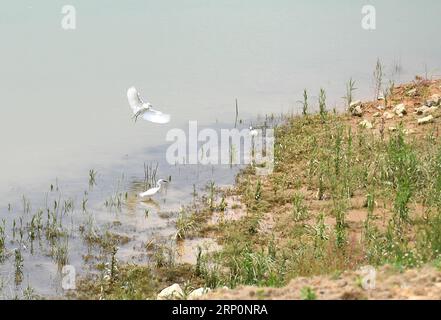 (180520) -- NANNING, 20. Mai 2018 -- drei Reiher fressen am Yongjiang-Fluss in Nanning, Hauptstadt der südchinesischen autonomen Region Guangxi Zhuang, 18. Mai 2018. Nanning führte seit 2012 ein umfassendes Verbesserungsprojekt entlang des Yongjiang River durch. ) (Zyd) CHINA-GUANGXI-YONGJIANG RIVER-IMPROVEMENT (CN) ZhouxHua PUBLICATIONxNOTxINxCHN Stockfoto