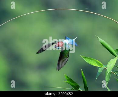 (180528) -- FUZHOU, 28. Mai 2018 -- Ein Blaukehlchen fliegt im Dorf Houlou, Stadt Yangzhong, Kreis Youxi, Provinz Fujian im Südosten Chinas, 25. Mai 2018. ) LB) CHINA-FUJIAN-ENVIRONMENT-WILD BIRD (CN) MeixYongcun PUBLICATIONxNOTxINxCHN Stockfoto