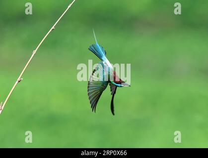 (180528) -- FUZHOU, 28. Mai 2018 -- Ein Blaukehlchen fliegt im Dorf Houlou, Stadt Yangzhong, Kreis Youxi, Provinz Fujian im Südosten Chinas, 25. Mai 2018. ) LB) CHINA-FUJIAN-ENVIRONMENT-WILD BIRD (CN) MeixYongcun PUBLICATIONxNOTxINxCHN Stockfoto