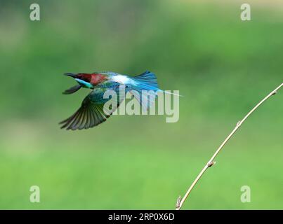 (180528) -- FUZHOU, 28. Mai 2018 -- Ein Blaukehlchen fliegt im Dorf Houlou, Stadt Yangzhong, Kreis Youxi, Provinz Fujian im Südosten Chinas, 25. Mai 2018. ) LB) CHINA-FUJIAN-ENVIRONMENT-WILD BIRD (CN) MeixYongcun PUBLICATIONxNOTxINxCHN Stockfoto