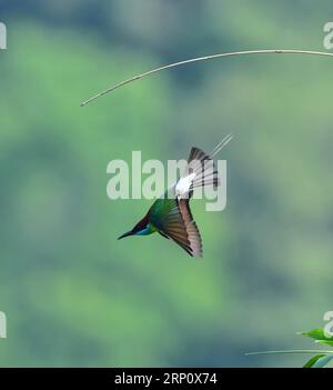 (180528) -- FUZHOU, 28. Mai 2018 -- Ein Blaukehlchen fliegt im Dorf Houlou, Stadt Yangzhong, Kreis Youxi, Provinz Fujian im Südosten Chinas, 25. Mai 2018. ) LB) CHINA-FUJIAN-ENVIRONMENT-WILD BIRD (CN) MeixYongcun PUBLICATIONxNOTxINxCHN Stockfoto