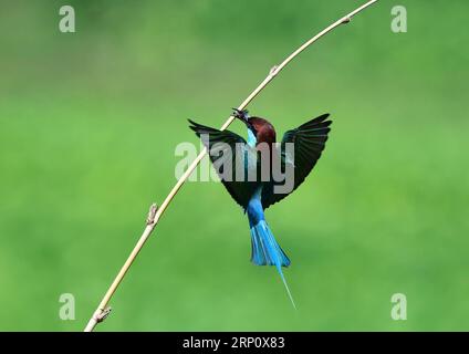 (180528) -- FUZHOU, 28. Mai 2018 -- Eine Blaukehlchen-Bienenfresser-Futtersuche im Dorf Houlou, Stadt Yangzhong, Kreis Youxi, südöstliche Provinz Fujian, 25. Mai 2018. ) LB) CHINA-FUJIAN-ENVIRONMENT-WILD BIRD (CN) MeixYongcun PUBLICATIONxNOTxINxCHN Stockfoto