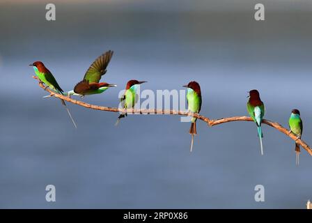 (180528) -- FUZHOU, 28. Mai 2018 -- Blaukiefer-Bienenfresser sitzen auf einer Zweigstelle in Luxia, Stadt Nanping, südöstliche chinesische Provinz Fujian, 25. Mai 2018. ) LB) CHINA-FUJIAN-ENVIRONMENT-WILD BIRD (CN) MeixYongcun PUBLICATIONxNOTxINxCHN Stockfoto