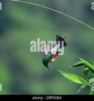 (180528) -- FUZHOU, 28. Mai 2018 -- Ein Blaukehlchen fliegt im Dorf Houlou, Stadt Yangzhong, Kreis Youxi, Provinz Fujian im Südosten Chinas, 25. Mai 2018. ) LB) CHINA-FUJIAN-ENVIRONMENT-WILD BIRD (CN) MeixYongcun PUBLICATIONxNOTxINxCHN Stockfoto