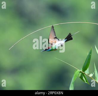 (180528) -- FUZHOU, 28. Mai 2018 -- Ein Blaukehlchen fliegt im Dorf Houlou, Stadt Yangzhong, Kreis Youxi, Provinz Fujian im Südosten Chinas, 25. Mai 2018. ) LB) CHINA-FUJIAN-ENVIRONMENT-WILD BIRD (CN) MeixYongcun PUBLICATIONxNOTxINxCHN Stockfoto