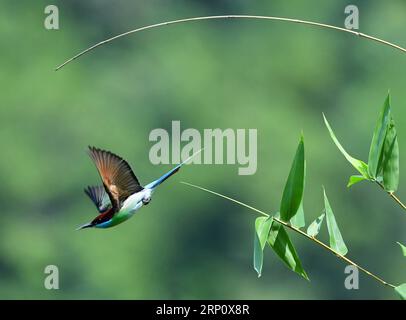 (180528) -- FUZHOU, 28. Mai 2018 -- Ein Blaukehlchen fliegt im Dorf Houlou, Stadt Yangzhong, Kreis Youxi, Provinz Fujian im Südosten Chinas, 25. Mai 2018. ) LB) CHINA-FUJIAN-ENVIRONMENT-WILD BIRD (CN) MeixYongcun PUBLICATIONxNOTxINxCHN Stockfoto