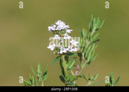 Nahaufnahme violett, rosa, Blüten von Thymus vulgaris (gemeiner Thymian, deutscher Thymian, Gartenthymian, Thymian), Minzfamilie Lamiaceae. Holländischer Garten, Mai Stockfoto