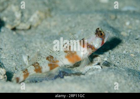 Arcfin Shrimpgoby, Amblyeleotris arcupinna, und Snapping Shrimp, Alpheus sp, durch Loch auf Sand, Coral Wall Tauchplatz, in der Nähe von Blue Lagoon, Padangbai, in der Nähe Stockfoto