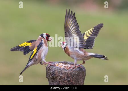 Europäischer Goldfink [ Carduelis carduelis ] Erwachsene Vögel kämpfen um die Fütterungsposition auf dem Köderstumpf Stockfoto