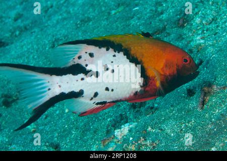 Lyretail Hogfish, Bodianus anthioides, Pyramiden Tauchplatz, Amed, Karangasem, Bali, Indonesien Stockfoto