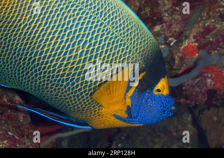 Yellowmask Angelfish, Pomacanthus xanthometopon, Pyramiden Tauchplatz, Amed, Karangasem, Bali, Indonesien Stockfoto