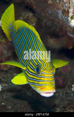 Ribbon Sweetlips, Plectorhinchus polytaenia, Liberty Wrack Tauchplatz, Tulamben, Karangasem, Karangasem, Bali, Indonesien Stockfoto