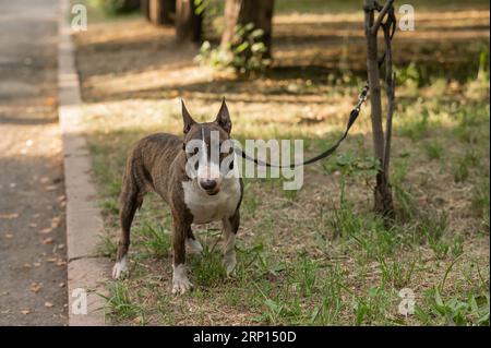 Bullterrier, der an einem Baum an einer Leine in den Park gebunden ist. Stockfoto