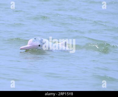 (180611) -- QINZHOU, 11. Juni 2018 -- Ein chinesischer weißer Delfin, Der im Sanniangwan-Meeresgebiet in der Stadt Qinzhou, südchinesische autonome Region Guangxi Zhuang, 10. Juni 2018 Sport treibt. ) LB) CHINA-GUANGXI-WILDTIER-DELFIN (CN) ZhouxHua PUBLICATIONxNOTxINxCHN Stockfoto