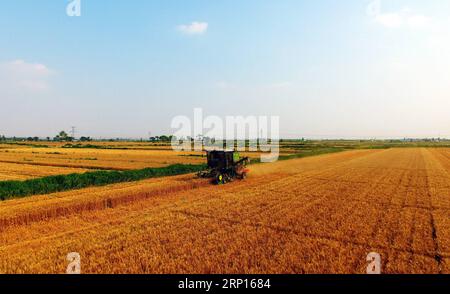 (180612) -- CANGZHOU, 12. Juni 2018 -- Ein Mähdrescher arbeitet auf den Feldern im Wumaying Village im Nanpi County, nordchinesische Provinz Hebei, 12. Juni 2018. )(wsw) CHINA-HEBEI-WEIZEN-ERNTE (CN) MuxYU PUBLICATIONxNOTxINxCHN Stockfoto