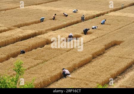 (180612) -- CANGZHOU, 12. Juni 2018 -- Mitarbeiter arbeiten im Testfeld der Nanpi Öko-landwirtschaftlichen Versuchsstation der Chinesischen Akademie der Wissenschaften (CAS) im Nanpi County, nordchinesische Provinz Hebei, 12. Juni 2018. Die Mitarbeiter der Versuchsstation sind mit der Probenahme und der Berechnung der Ergebnisse eines Projekts beschäftigt, um die landwirtschaftliche Innovation zu fördern und die Pflanzenproduktion zu steigern. )(mcg) CHINA-HEBEI-CANGZHOU-CROP PRODUCTION (CN) MuxYu PUBLICATIONxNOTxINxCHN Stockfoto