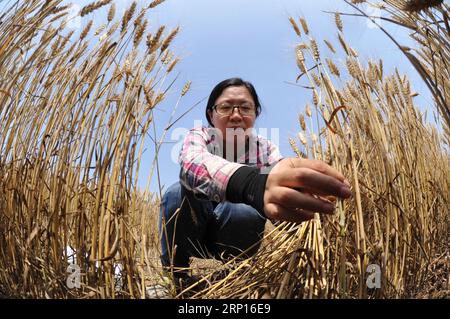 (180612) -- CANGZHOU, 12. Juni 2018 -- Ein Mitarbeiter arbeitet im Testfeld der Nanpi Öko-landwirtschaftlichen Experimentalstation der Chinesischen Akademie der Wissenschaften (CAS) im Nanpi County, nordchinesische Provinz Hebei, 12. Juni 2018. Die Mitarbeiter der Versuchsstation sind mit der Probenahme und der Berechnung der Ergebnisse eines Projekts beschäftigt, um die landwirtschaftliche Innovation zu fördern und die Pflanzenproduktion zu steigern. )(mcg) CHINA-HEBEI-CANGZHOU-CROP PRODUCTION (CN) MuxYu PUBLICATIONxNOTxINxCHN Stockfoto