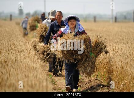 (180612) -- CANGZHOU, 12. Juni 2018 -- Mitarbeiter Chen Suying (Front) trägt neu entnommenen Weizen im Testfeld der Nanpi Öko-landwirtschaftlichen Versuchsstation der Chinesischen Akademie der Wissenschaften (CAS) im Nanpi County, nordchinesische Provinz Hebei, 12. Juni 2018. Die Mitarbeiter der Versuchsstation sind mit der Probenahme und der Berechnung der Ergebnisse eines Projekts beschäftigt, um die landwirtschaftliche Innovation zu fördern und die Pflanzenproduktion zu steigern. )(mcg) CHINA-HEBEI-CANGZHOU-CROP PRODUCTION (CN) MuxYu PUBLICATIONxNOTxINxCHN Stockfoto