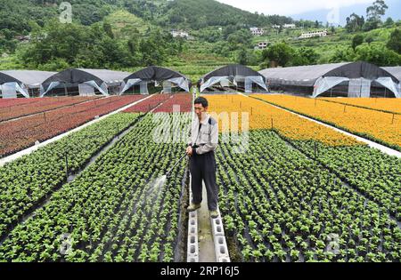 (180613) -- WULONG, 13. Juni 2018 -- Ein Farmer bewässert Blumen im Dorf Yanshanhong im Bezirk Wulong von Chongqing, Südwestchina, 12. Juni 2018. Im Dorf Yanshanhong wurde die Blumenpflanzenindustrie entwickelt, um das Einkommen der Dorfbewohner zu erhöhen. Die Bewohner von Yanshanhong können Dividenden als Anteilseigner des Dorfes sowie Gehälter für die Arbeit verdienen. ) (wsw) CHINA-CHONGQING-FLOWER PLANTING-INCOME RISING (CN) WangxQuanchao PUBLICATIONxNOTxINxCHN Stockfoto