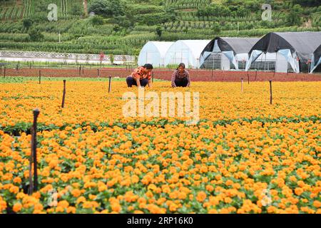 (180613) -- WULONG, 13. Juni 2018 -- Bauern pflegen Blumen im Dorf Yanshanhong im Bezirk Wulong von Chongqing, Südwestchina, 12. Juni 2018. Im Dorf Yanshanhong wurde die Blumenpflanzenindustrie entwickelt, um das Einkommen der Dorfbewohner zu erhöhen. Die Bewohner von Yanshanhong können Dividenden als Anteilseigner des Dorfes sowie Gehälter für die Arbeit verdienen. ) (wsw) CHINA-CHONGQING-FLOWER PLANTING-INCOME RISING (CN) WangxQuanchao PUBLICATIONxNOTxINxCHN Stockfoto