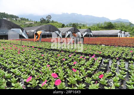 (180613) -- WULONG, 13. Juni 2018 -- Bauern pflegen Blumen im Dorf Yanshanhong im Bezirk Wulong von Chongqing, Südwestchina, 12. Juni 2018. Im Dorf Yanshanhong wurde die Blumenpflanzenindustrie entwickelt, um das Einkommen der Dorfbewohner zu erhöhen. Die Bewohner von Yanshanhong können Dividenden als Anteilseigner des Dorfes sowie Gehälter für die Arbeit verdienen. ) (wsw) CHINA-CHONGQING-FLOWER PLANTING-INCOME RISING (CN) WangxQuanchao PUBLICATIONxNOTxINxCHN Stockfoto