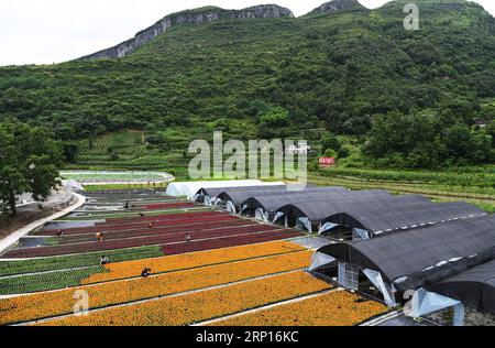 (180613) -- WULONG, 13. Juni 2018 -- Bauern pflegen Blumen im Dorf Yanshanhong im Bezirk Wulong von Chongqing, Südwestchina, 12. Juni 2018. Im Dorf Yanshanhong wurde die Blumenpflanzenindustrie entwickelt, um das Einkommen der Dorfbewohner zu erhöhen. Die Bewohner von Yanshanhong können Dividenden als Anteilseigner des Dorfes sowie Gehälter für die Arbeit verdienen. ) (wsw) CHINA-CHONGQING-FLOWER PLANTING-INCOME RISING (CN) WangxQuanchao PUBLICATIONxNOTxINxCHN Stockfoto