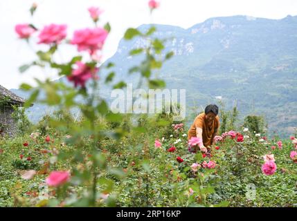 (180613) -- WULONG, 13. Juni 2018 -- Ein Bauer pflegt Blumen im Dorf Yanshanhong im Bezirk Wulong von Chongqing im Südwesten Chinas, 12. Juni 2018. Im Dorf Yanshanhong wurde die Blumenpflanzenindustrie entwickelt, um das Einkommen der Dorfbewohner zu erhöhen. Die Bewohner von Yanshanhong können Dividenden als Anteilseigner des Dorfes sowie Gehälter für die Arbeit verdienen. ) (wsw) CHINA-CHONGQING-FLOWER PLANTING-INCOME RISING (CN) WangxQuanchao PUBLICATIONxNOTxINxCHN Stockfoto