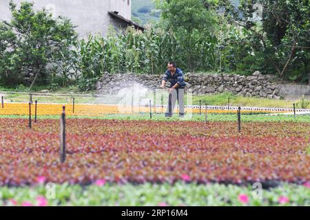 (180613) -- WULONG, 13. Juni 2018 -- Ein Farmer bewässert Blumen im Dorf Yanshanhong im Bezirk Wulong von Chongqing, Südwestchina, 12. Juni 2018. Im Dorf Yanshanhong wurde die Blumenpflanzenindustrie entwickelt, um das Einkommen der Dorfbewohner zu erhöhen. Die Bewohner von Yanshanhong können Dividenden als Anteilseigner des Dorfes sowie Gehälter für die Arbeit verdienen. ) (wsw) CHINA-CHONGQING-FLOWER PLANTING-INCOME RISING (CN) WangxQuanchao PUBLICATIONxNOTxINxCHN Stockfoto