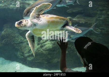 (180616) -- KRETA, 16. Juni 2018 -- Foto aufgenommen am 15. Juni 2018 zeigt ein Kind, das eine Meeresschildkröte im CretAquarium, Kreta, Griechenland beobachtet. CretAquarium, eines der größten modernen europäischen Aquarien, ist auf Arten und Ökosysteme des Mittelmeers spezialisiert. )(rh) GRIECHENLAND-KRETA-AQUARIUM StefanosxRapanis PUBLICATIONxNOTxINxCHN Stockfoto