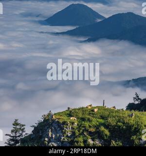 (180617) -- PEKING, 17. Juni 2018 -- Takins werden in der Bergregion des Foping Countys, nordwestchinesische Provinz Shaanxi, 9. Juni 2018 gesehen. Die Zahl der seltenen Tiere steigt unter Schutz und Verbesserung der Umwelt. ) XINHUA FOTO WÖCHENTLICHE AUSWAHL ZhaoxJianqiang PUBLICATIONxNOTxINxCHN Stockfoto