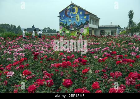 (180617) -- LUONAN, 17. Juni 2018 -- Touristen besuchen eine Rosenstadt im Luonan County, nordwestchinesische Provinz Shaanxi, 16. Juni 2018. Die Rosenstadt in Luonan hat seit ihrer Eröffnung im Mai 2017 mehr als 200.000 Touristen empfangen. )(mcg) CHINA-SHAANXI-LUONAN-ROSE TOWN (CN) TaoxMing PUBLICATIONxNOTxINxCHN Stockfoto