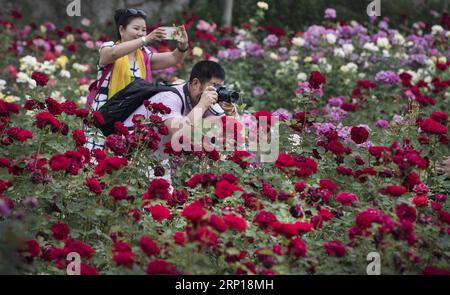 (180617) -- LUONAN, 17. Juni 2018 -- Touristen machen Fotos in einer Rosenstadt im Luonan County, nordwestchinesische Provinz Shaanxi, 16. Juni 2018. Die Rosenstadt in Luonan hat seit ihrer Eröffnung im Mai 2017 mehr als 200.000 Touristen empfangen. )(mcg) CHINA-SHAANXI-LUONAN-ROSE TOWN (CN) TaoxMing PUBLICATIONxNOTxINxCHN Stockfoto