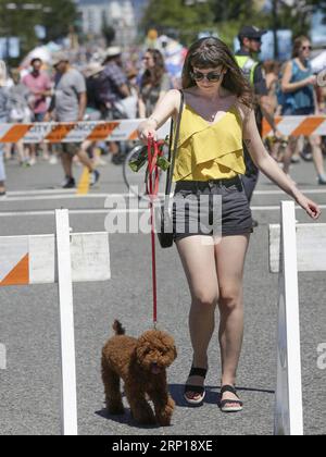 (180618) -- VANCOUVER, 18. Juni 2018 -- Eine Frau begleitet ihren Hund auf der geschlossenen Straße während der Car Free Day Veranstaltung in Vancouver, Kanada, 17. Juni 2018. Der Car Free Day ist eine jährliche Veranstaltung zur Förderung eines kohlenstoffarmen Lebensstils und des gesellschaftlichen Engagements. Mehr als 20 Straßenblöcke wurden für den Autoverkehr gesperrt, der die Menschen zu verschiedenen Aktivitäten anlockte. )(gj) CANADA-VANCOUVER-CAR FREE DAY LiangxSen PUBLICATIONxNOTxINxCHN Stockfoto