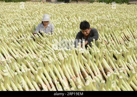 (180619) -- LAOTING, 19. Juni 2018 -- Mitarbeiter verwalten Besen, die in der Sonne liegen, in einer professionellen Besengenossenschaft in Maozhuang, Stadt Laoting County, nordchinesische Provinz Hebei, 19. Juni 2018. Die Stadt Maozhuang hat eine lange Geschichte mit handgefertigten Besen. In den letzten Jahren hat die Stadt mehrere professionelle Genossenschaften für Besen gegründet, um diese Spezialindustrie intensiv zu verwalten. Derzeit werden in der Stadt produzierte Besen an viele ausländische Märkte wie Südkorea und Japan verkauft, wobei die jährlichen Exporterlöse über 20 Millionen Yuan (3,09 Millionen US-Dollar) betragen. (SXK) CHINA-HEBEI-LAOTING-IND Stockfoto