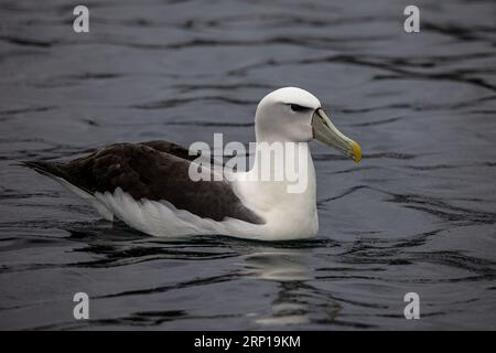 Ein schüchternes Mollymauk, Thalassarche Cauta, liegt am Meer vor der Südinsel von Neuseeland. Stockfoto