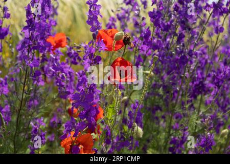 Delphinium Mohnblumen blühen in einer Nahaufnahme auf dem Feld. Schöne bunte Blumenhintergrund in den Sonnenuntergang Strahlen der Sonne. Das Konzept von Sommer, Hitze. Wild Stockfoto