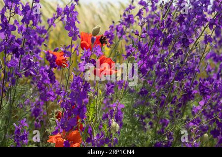 Delphinium Mohnblumen blühen in einer Nahaufnahme auf dem Feld. Schöne bunte Blumenhintergrund in den Sonnenuntergang Strahlen der Sonne. Das Konzept von Sommer, Hitze. Wild Stockfoto