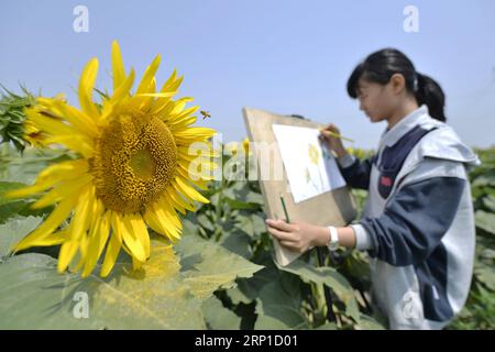 (180626) -- NANGONG, 26. Juni 2018 -- Ein Student nimmt an einer Outdoor-Zeichnungsaktivität in einem Sonnenblumenfeld im Dorf Nandu in Nangong, nordchinesische Provinz Hebei, 26. Juni 2018 Teil. In den letzten Jahren haben die Behörden in Nangong Anstrengungen unternommen, um eine Wirtschaft aufzubauen, die den Tourismus mit der landwirtschaftlichen Industrie verbindet. ) (lmm) CHINA-HEBEI-NANGONG-RURAL ECONOMY-TOURISM (CN) ZhuxXudong PUBLICATIONxNOTxINxCHN Stockfoto