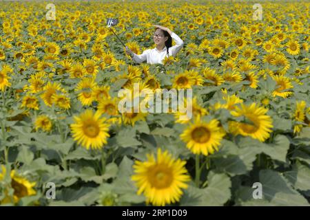 (180626) -- NANGONG, 26. Juni 2018 -- Eine touristische Pose für Selfies auf einem Sonnenblumenfeld im Dorf Nandu in Nangong, nordchinesische Provinz Hebei, 26. Juni 2018. In den letzten Jahren haben die Behörden in Nangong Anstrengungen unternommen, um eine Wirtschaft aufzubauen, die den Tourismus mit der landwirtschaftlichen Industrie verbindet. ) (lmm) CHINA-HEBEI-NANGONG-RURAL ECONOMY-TOURISM (CN) ZhuxXudong PUBLICATIONxNOTxINxCHN Stockfoto