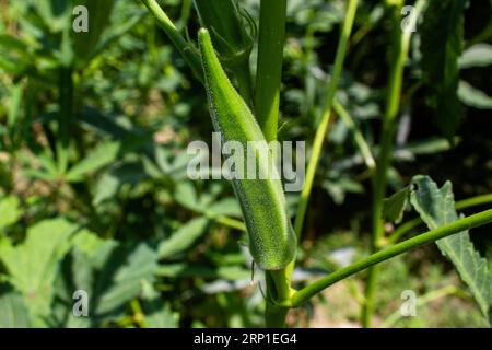 Okra Sukkulent, in einigen englischsprachigen Ländern als Lady's Fingers bekannt, ist eine blühende Pflanze in der Familie der Malven, die in Ostafrika beheimatet ist. Stockfoto