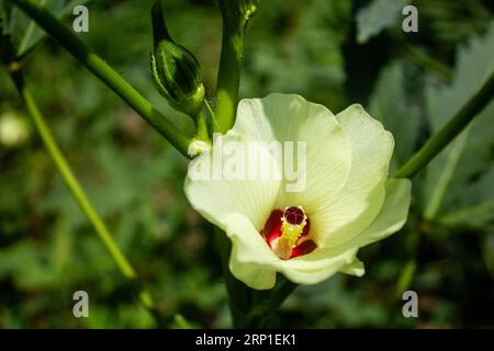 Okra oder Okro, Abelmoschus esculentus, in einigen englischsprachigen Ländern als Lady's Fingers bekannt, ist eine blühende Pflanze in der Familie der Malven. Stockfoto