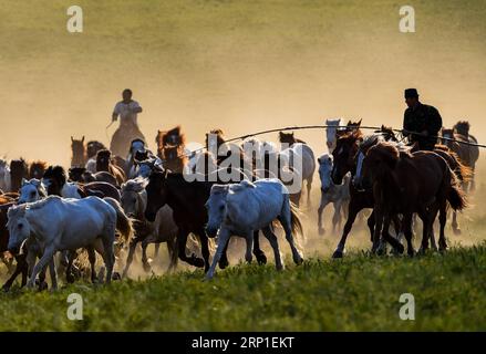 (180701) -- CHIFENG, 1. Juli 2018 -- Hirten treiben Pferde auf einem Grasland in Hexigten Qi der Stadt Chifeng, Nordchinas Autonome Region Innere Mongolei, 29. Juni 2018. ) (Zwx) CHINA-INNER MONGOLEI-GRASLAND-PFERDE (CN) PengxYuan PUBLICATIONxNOTxINxCHN Stockfoto